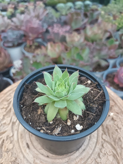 Sempervivum nugget