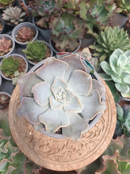 Echeveria Crispate Beauty