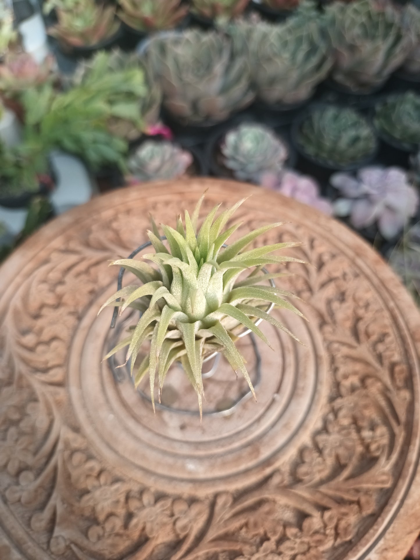 Tillandsia ionantha var. Ionantha