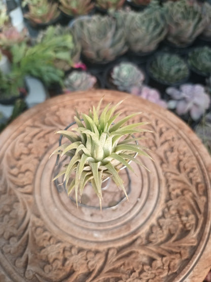 Tillandsia ionantha var. Ionantha