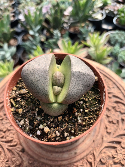 Pleiospilos nelii