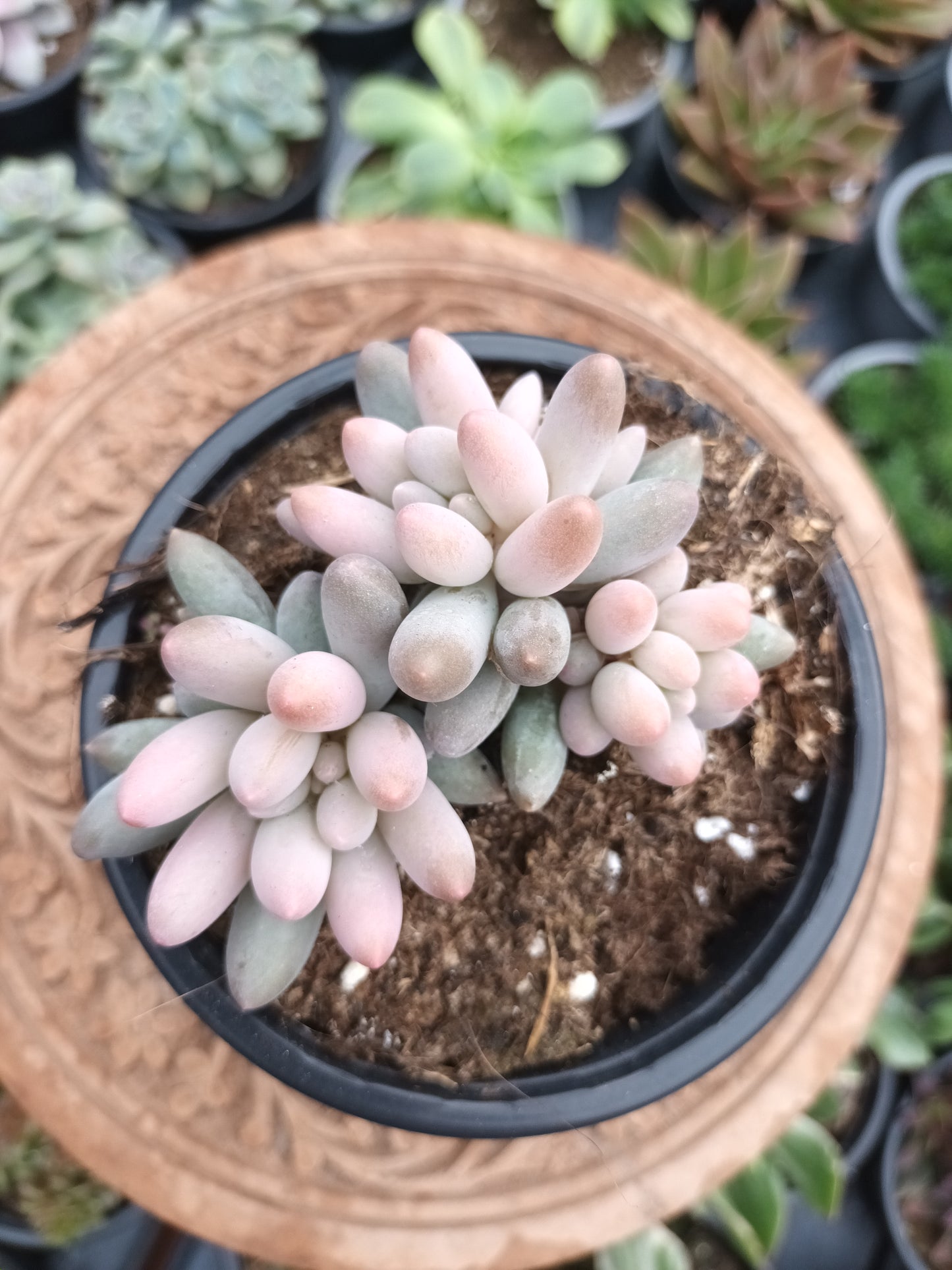 Pachyphytum machucae 'baby finger'