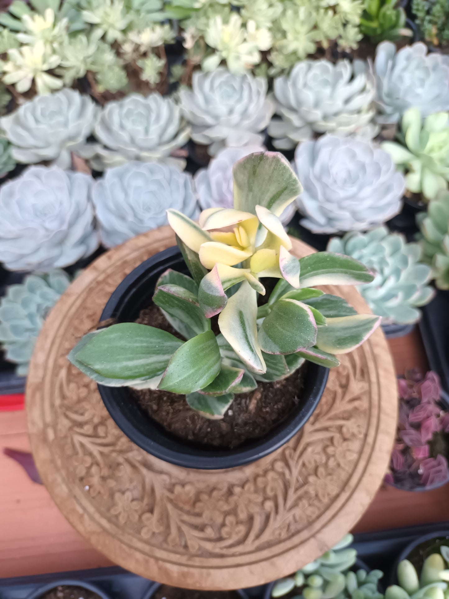 Crassula Ovata Variegata Lemon Lime