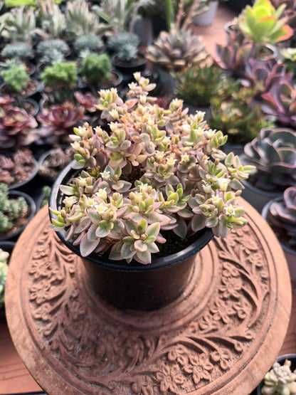 Crassula Volkensii F.Variegata