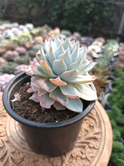 Echeveria Peacockii