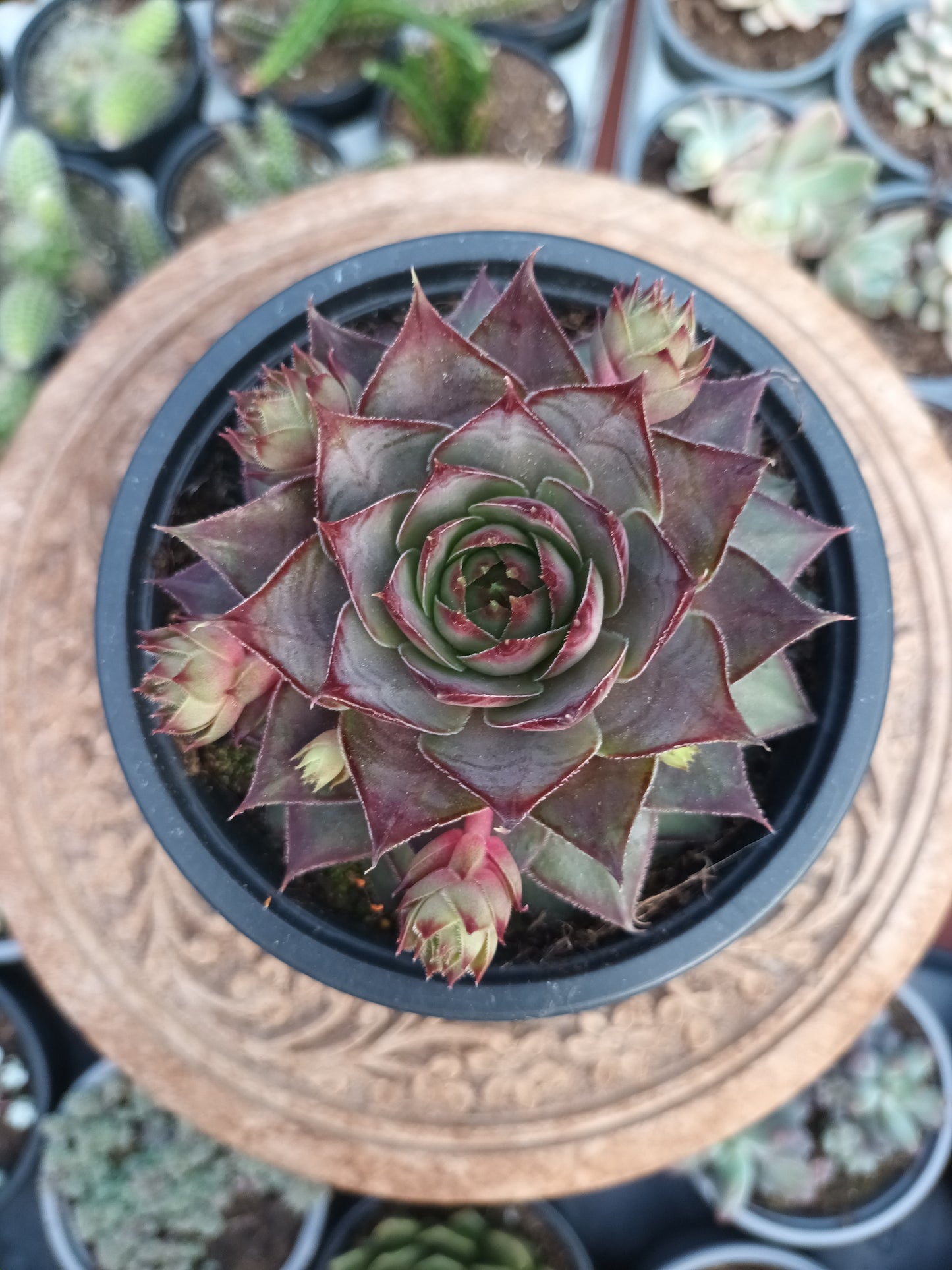 Sempervivum Crimson Dagger