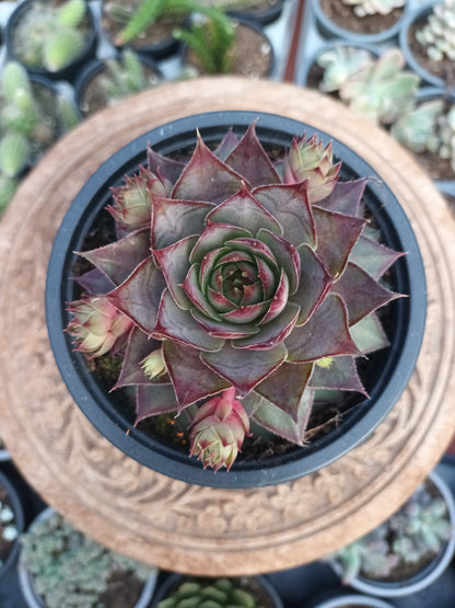 Sempervivum Crimson Dagger