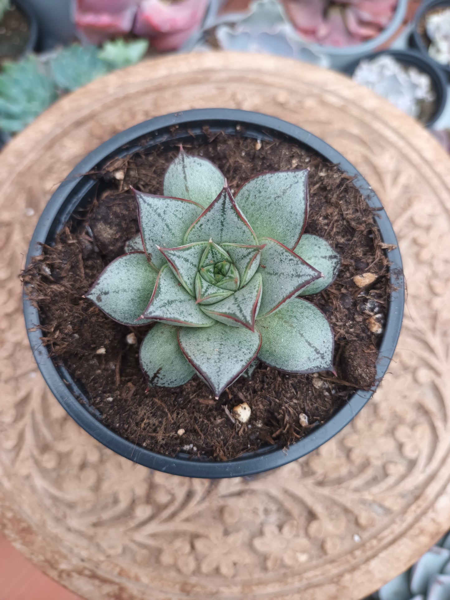 Echeveria purpusorum White form