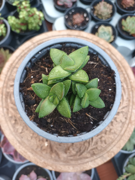 Crassula Springtime