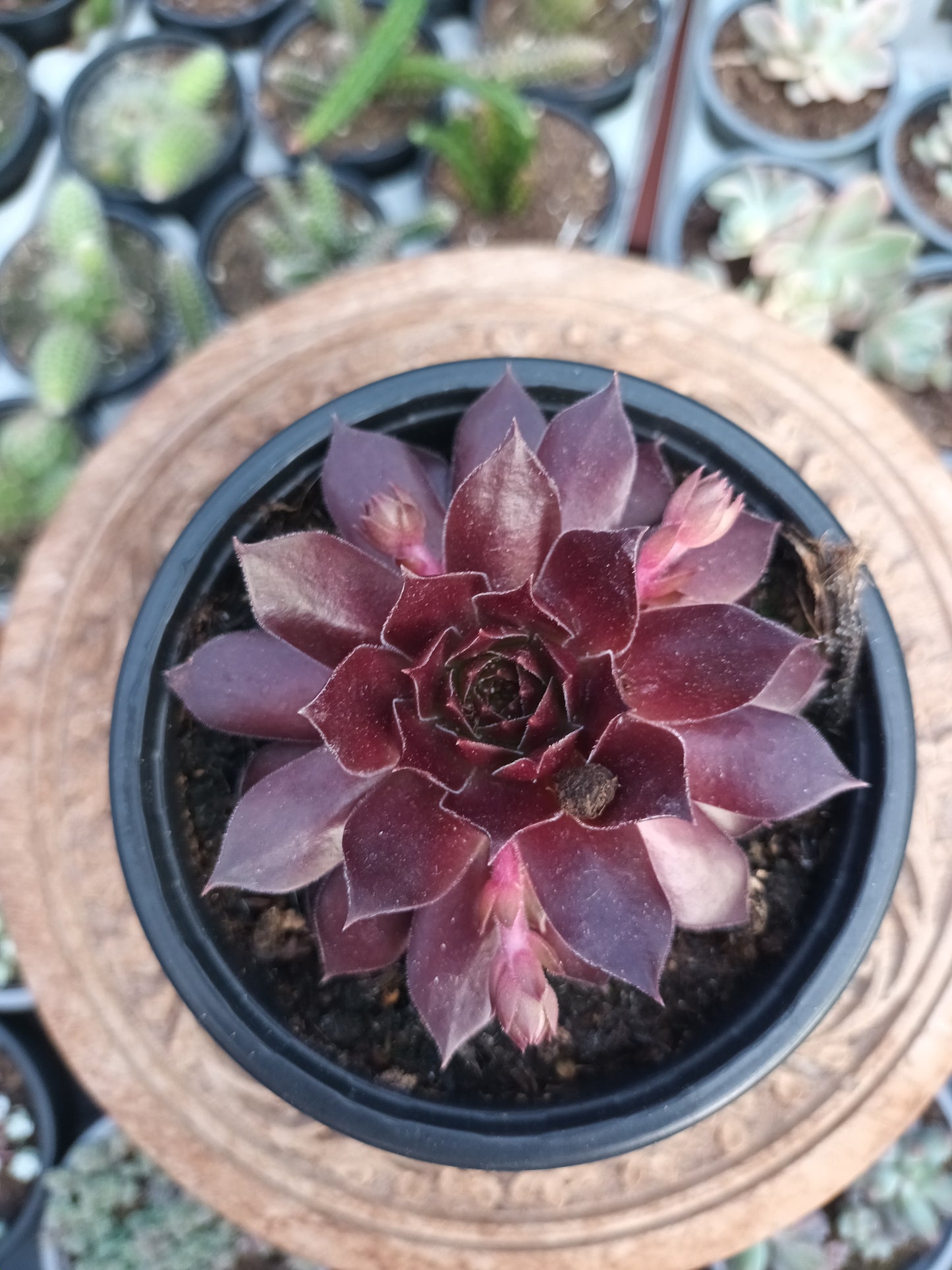 Sempervivum Chocolate Kiss