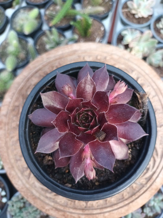Sempervivum Chocolate Kiss