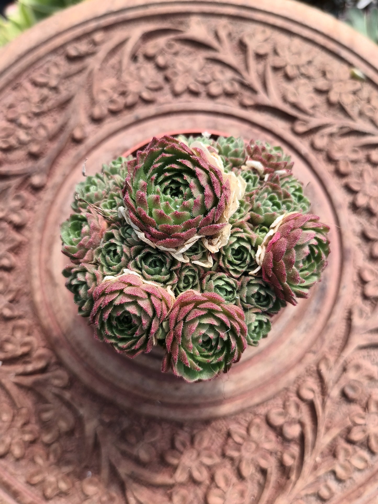 Rosularia chrysantha