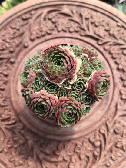 Rosularia chrysantha