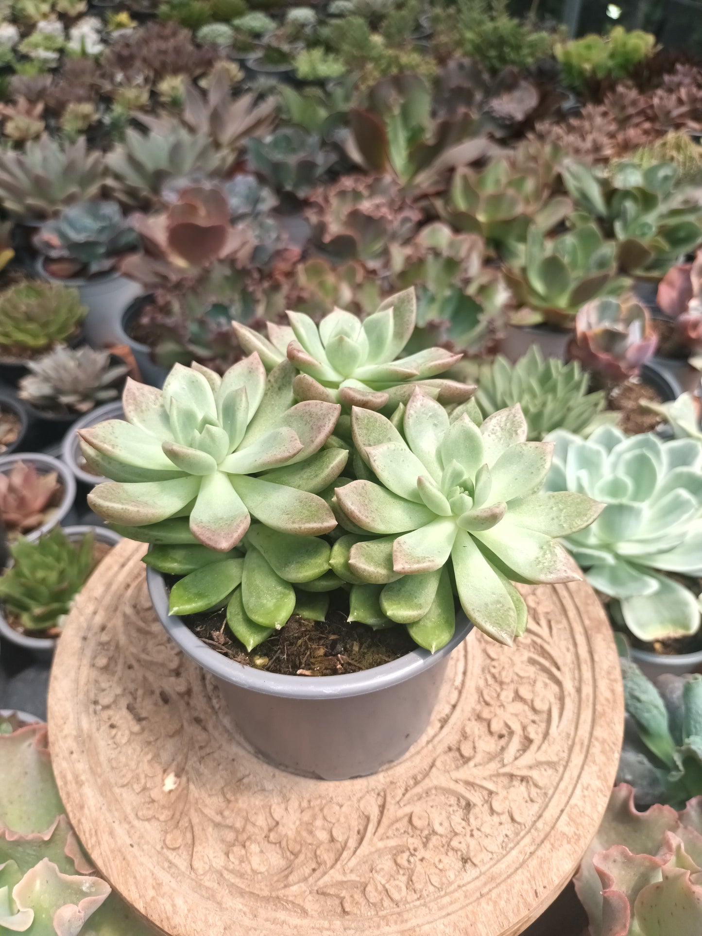 Graptoveria melody
