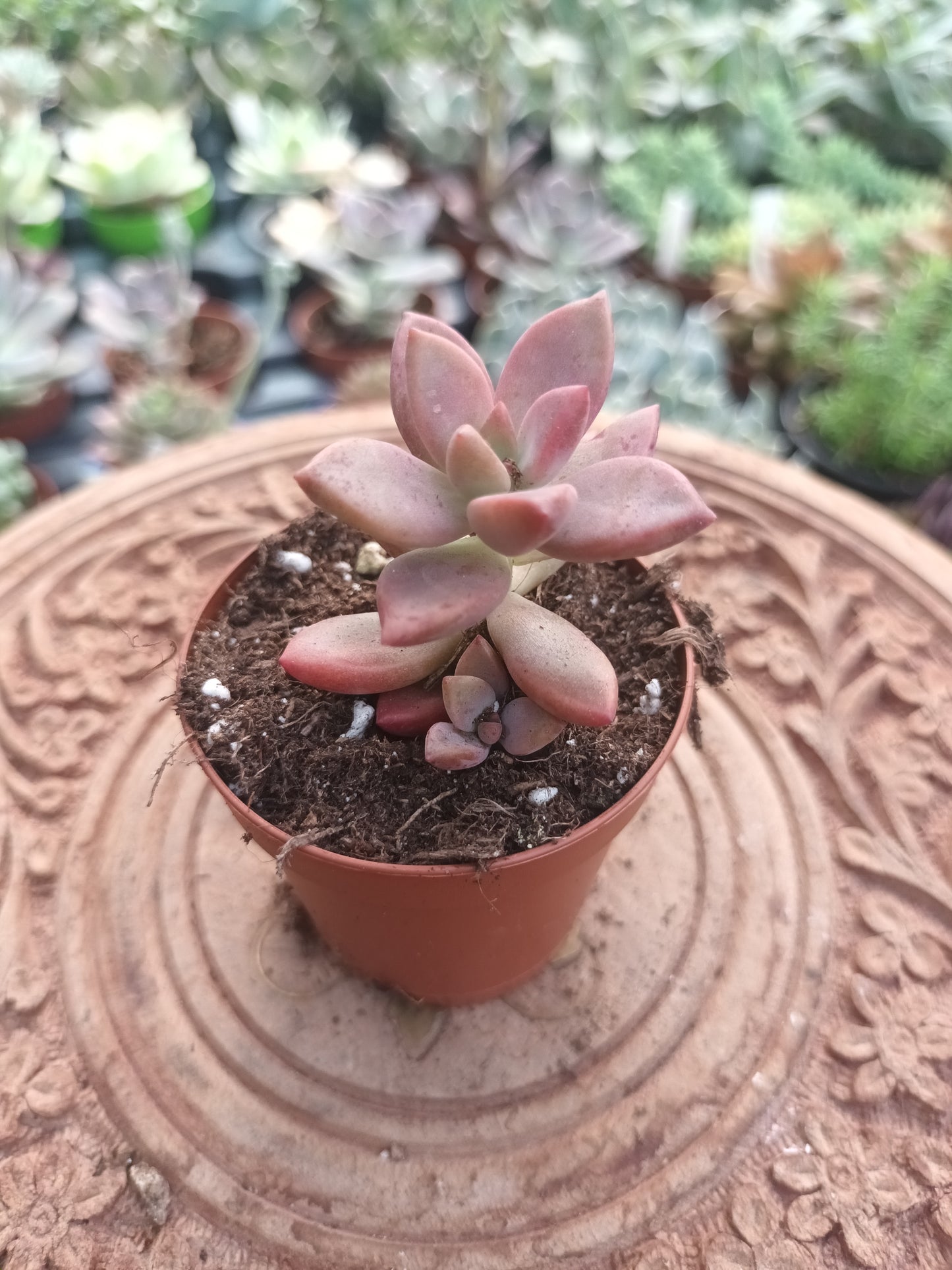 Graptosedum bronce