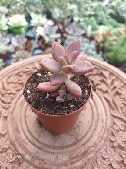 Graptosedum bronce