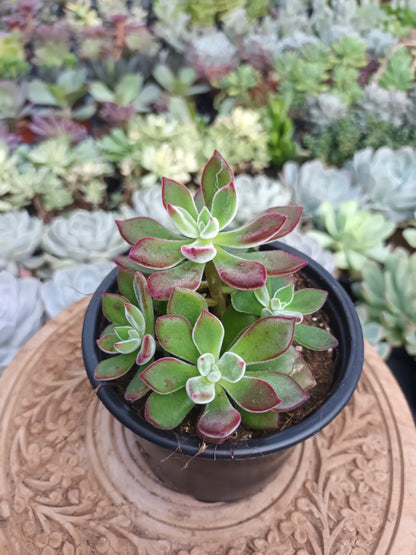Echeveria pluvinata devotion