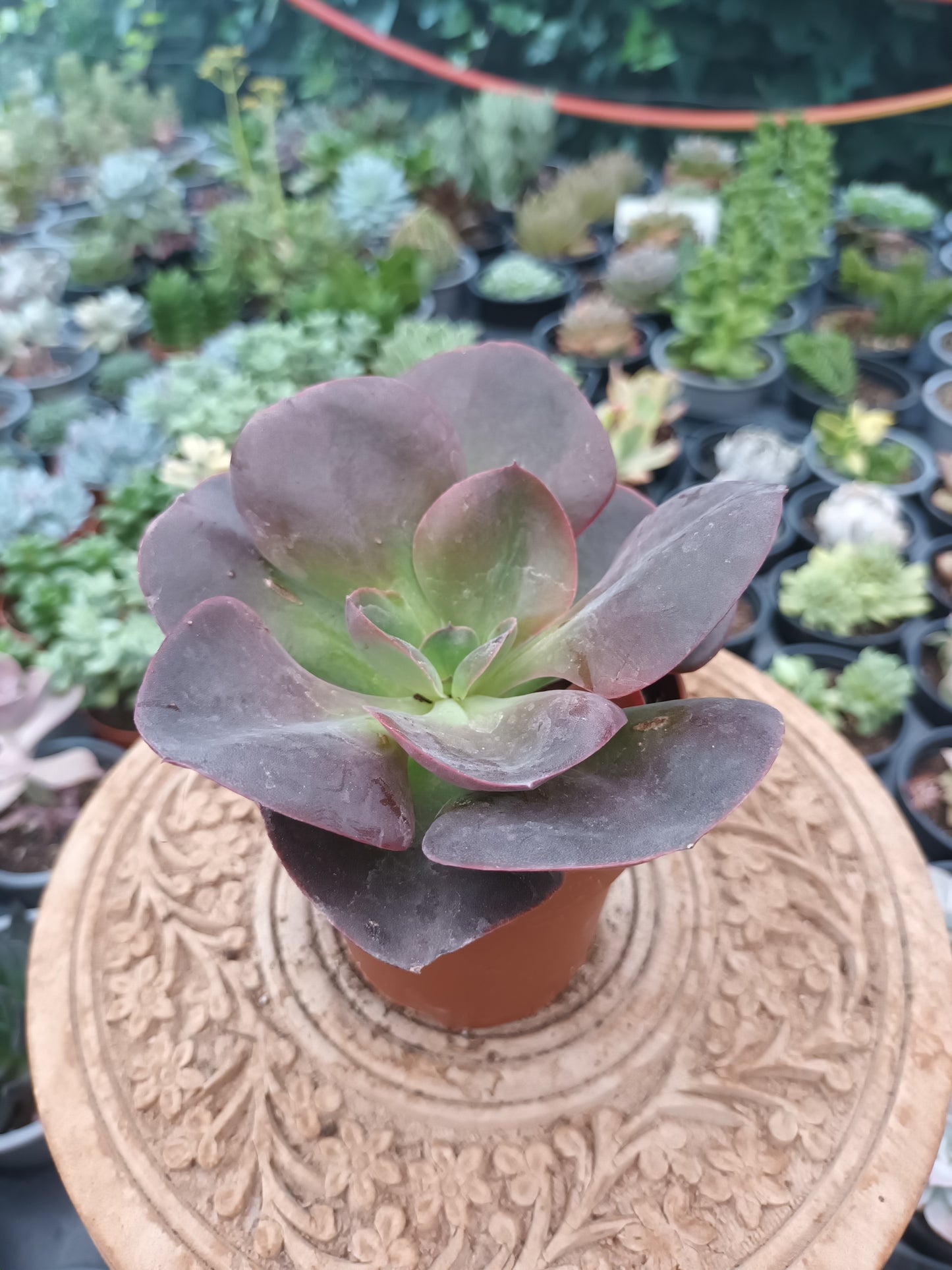Echeveria gibbiflora hortensia