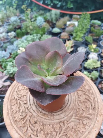 Echeveria gibbiflora hortensia