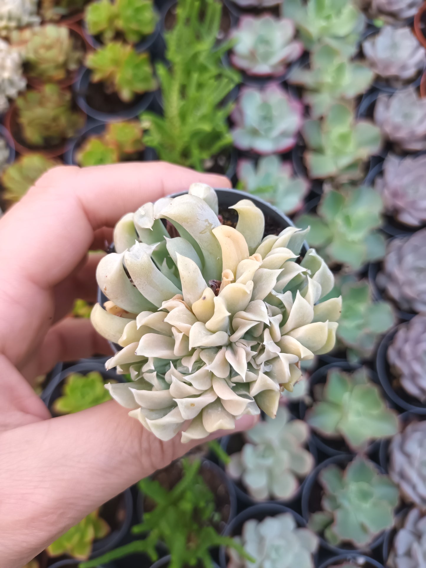 Echeveria runyonii spider cristata