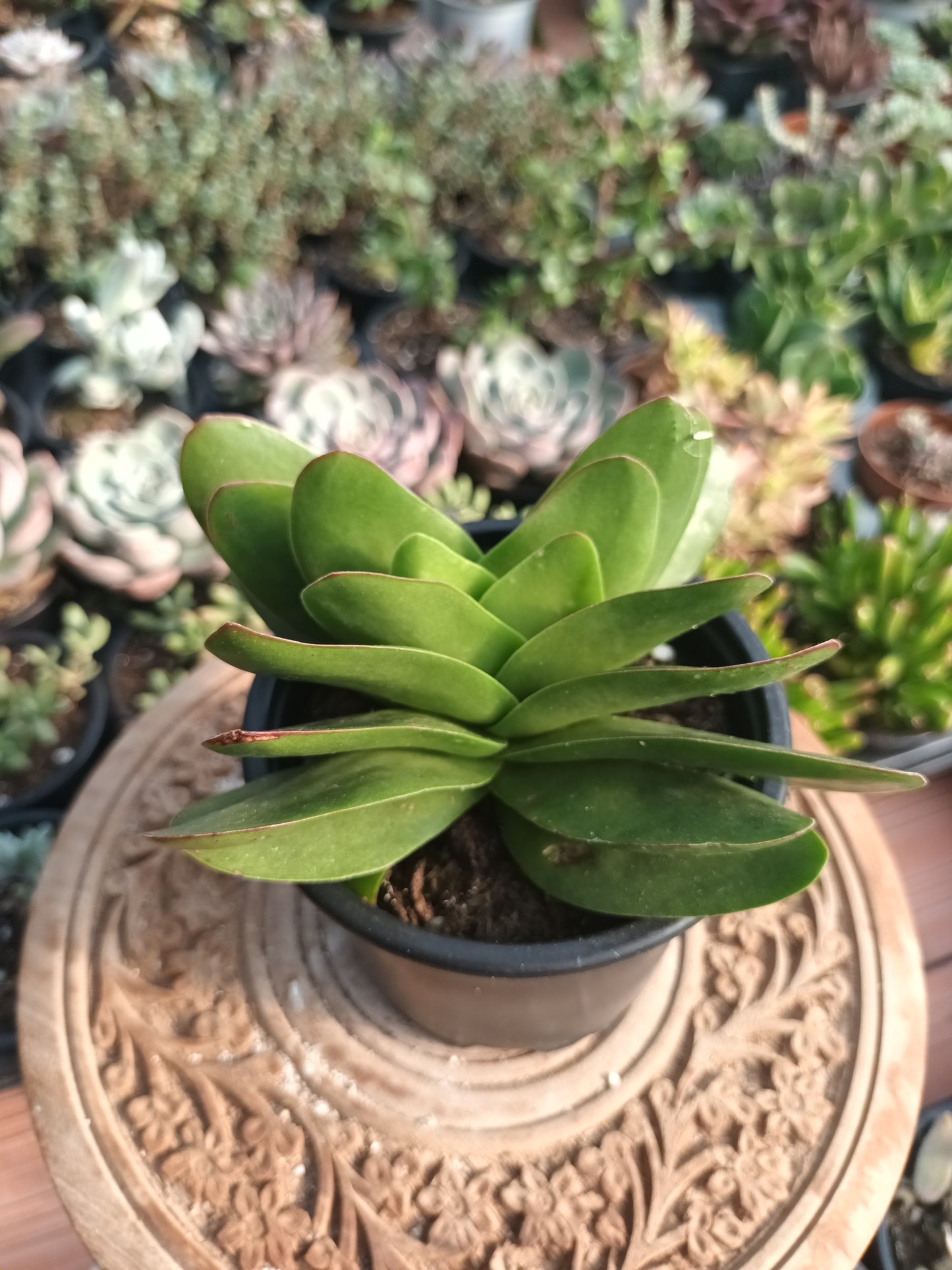 Crassula perfoliata 'Borracha'