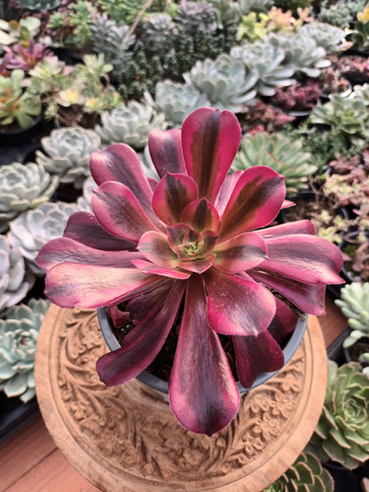 Aeonium Medusa