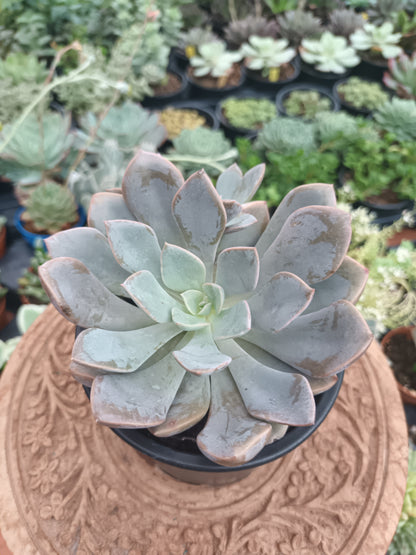 Graptoveria Debby