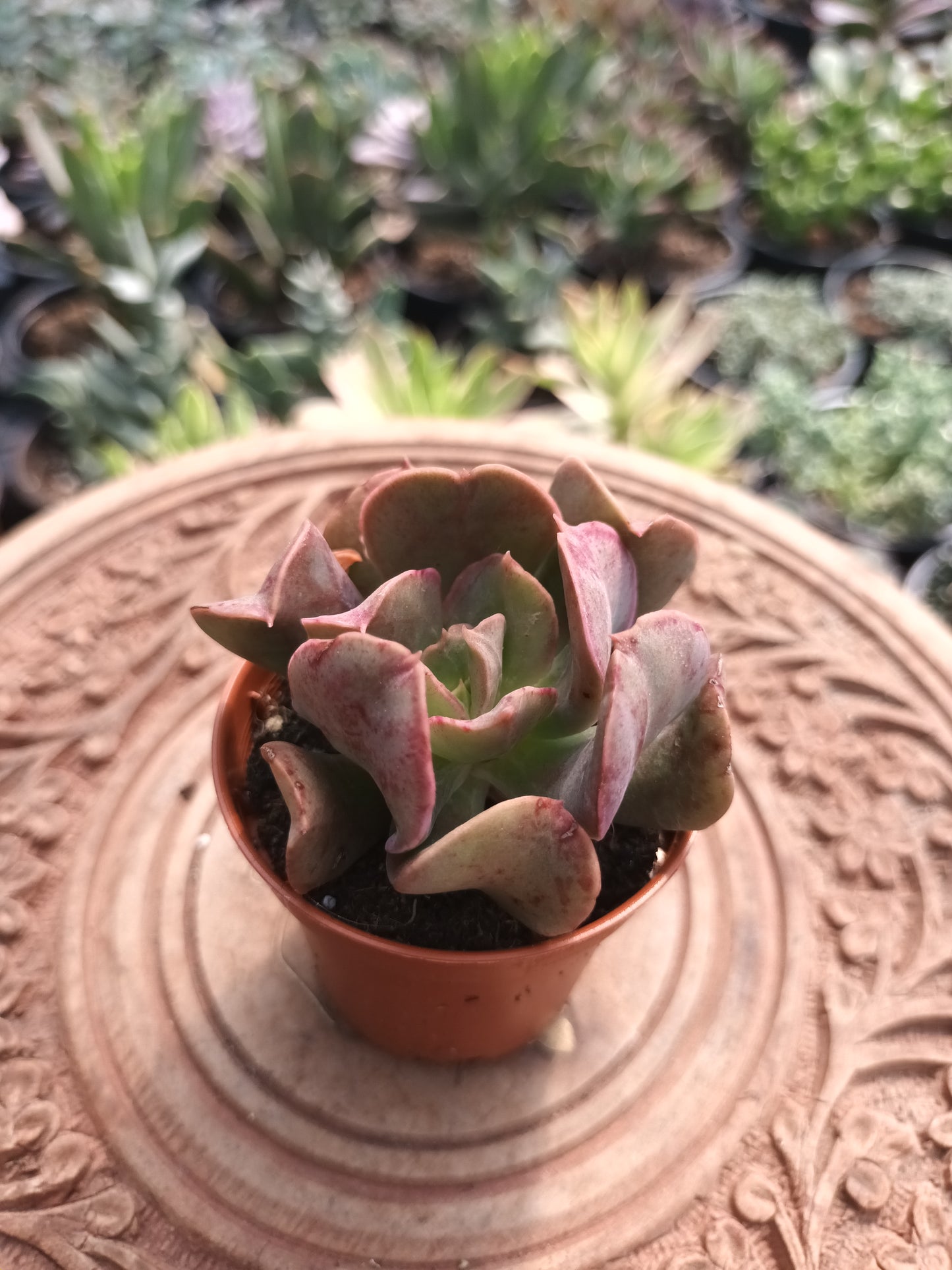 Echeveria Dark Vader