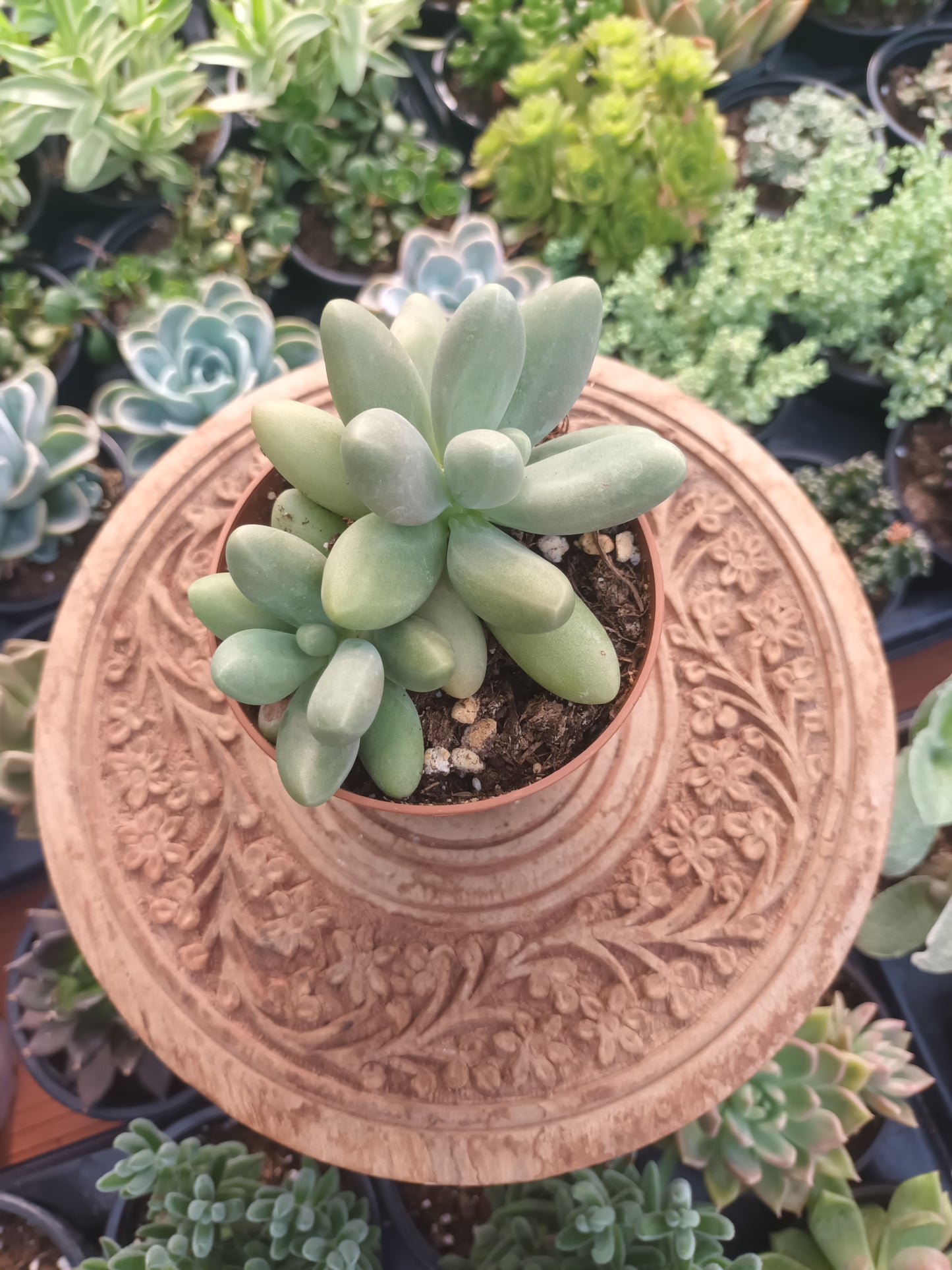 Pachyphytum Captain Jessop
