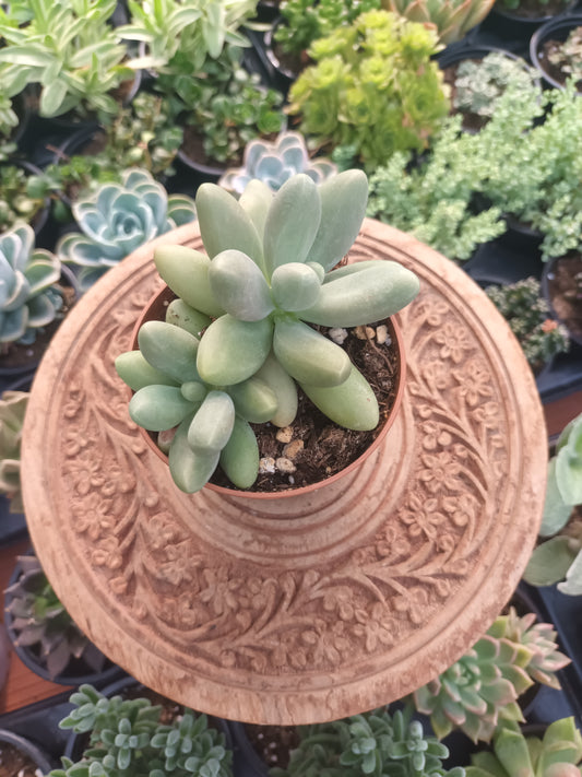 Pachyphytum Captain Jessop