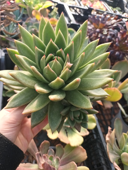 Echeveria agavoides