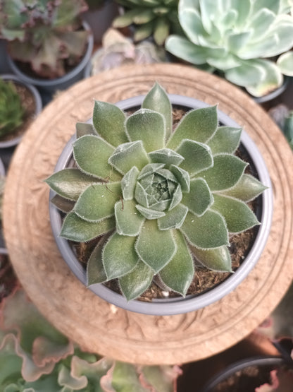Sempervivum Soft Line Xera