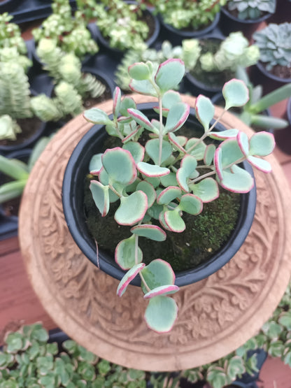 Sedum ‘Hylotelephium Sieboldii’