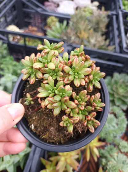 Aeonium sedifolium