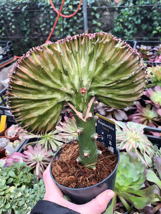 Euphorbia láctea cristata injertada