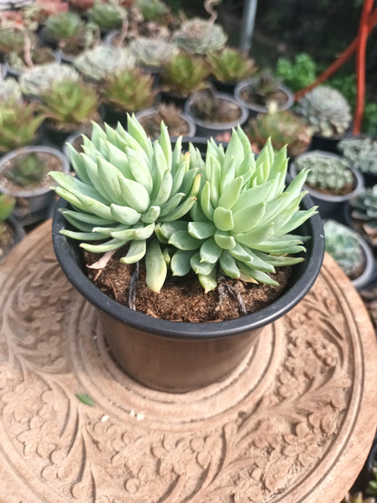Dudlyveria 'White Sprite '