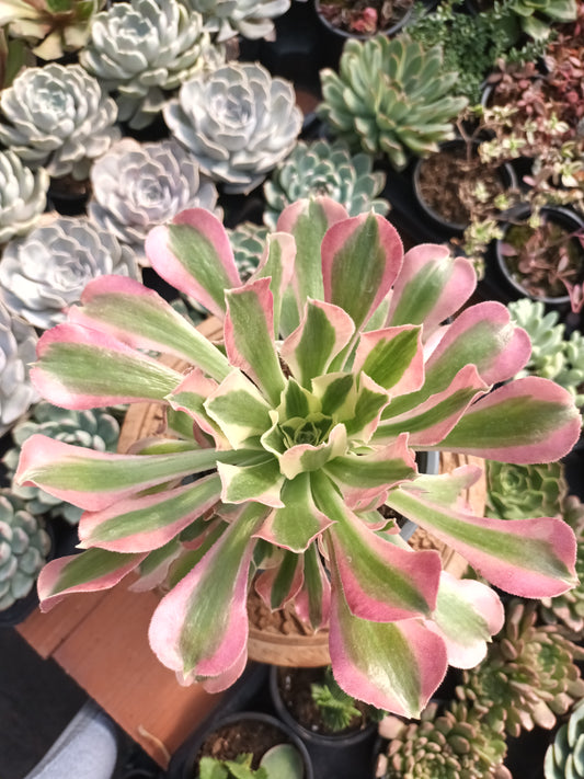 Aeonium riverstone
