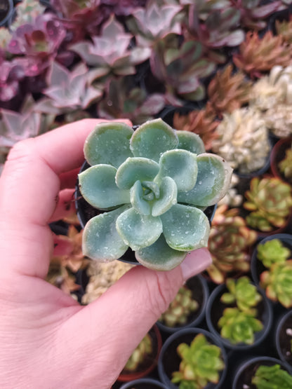 Graptoveria Orpet