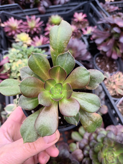 Aeonium pink witch middle