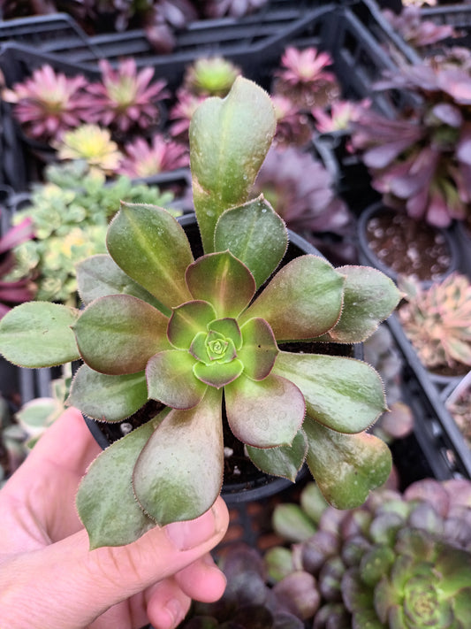 Aeonium pink witch middle
