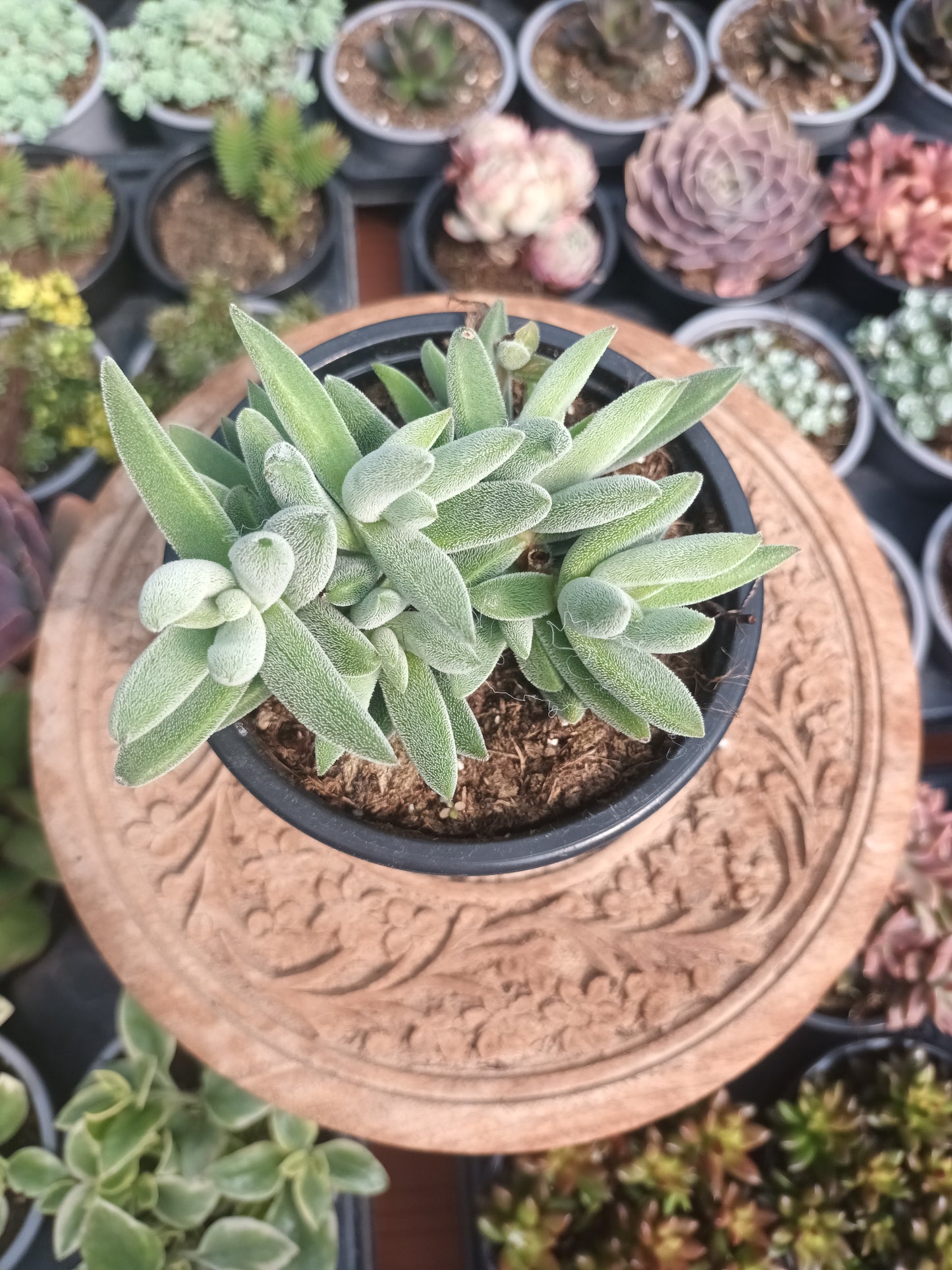 Crassula mesembryanthoides tenelli
