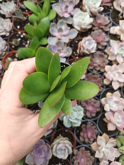 Crassula perfoliata 'Borracha'