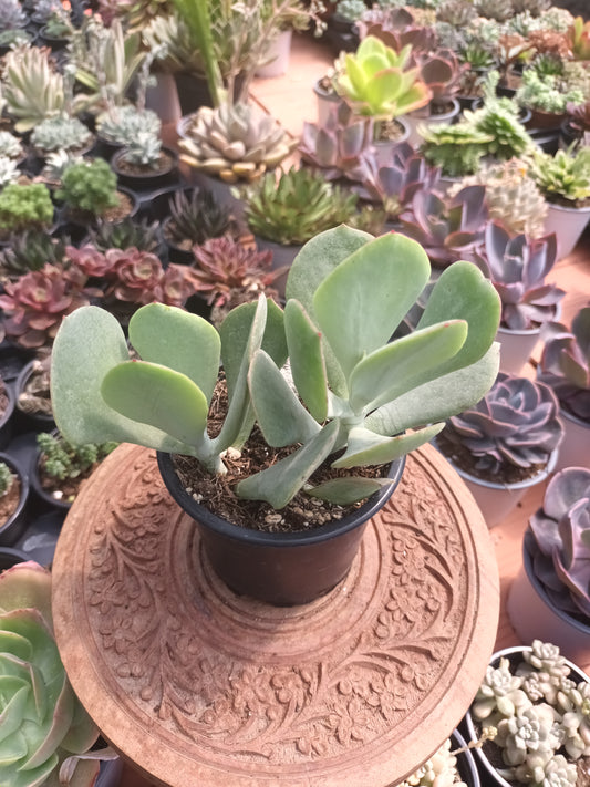 Cotyledon orbiculata spp