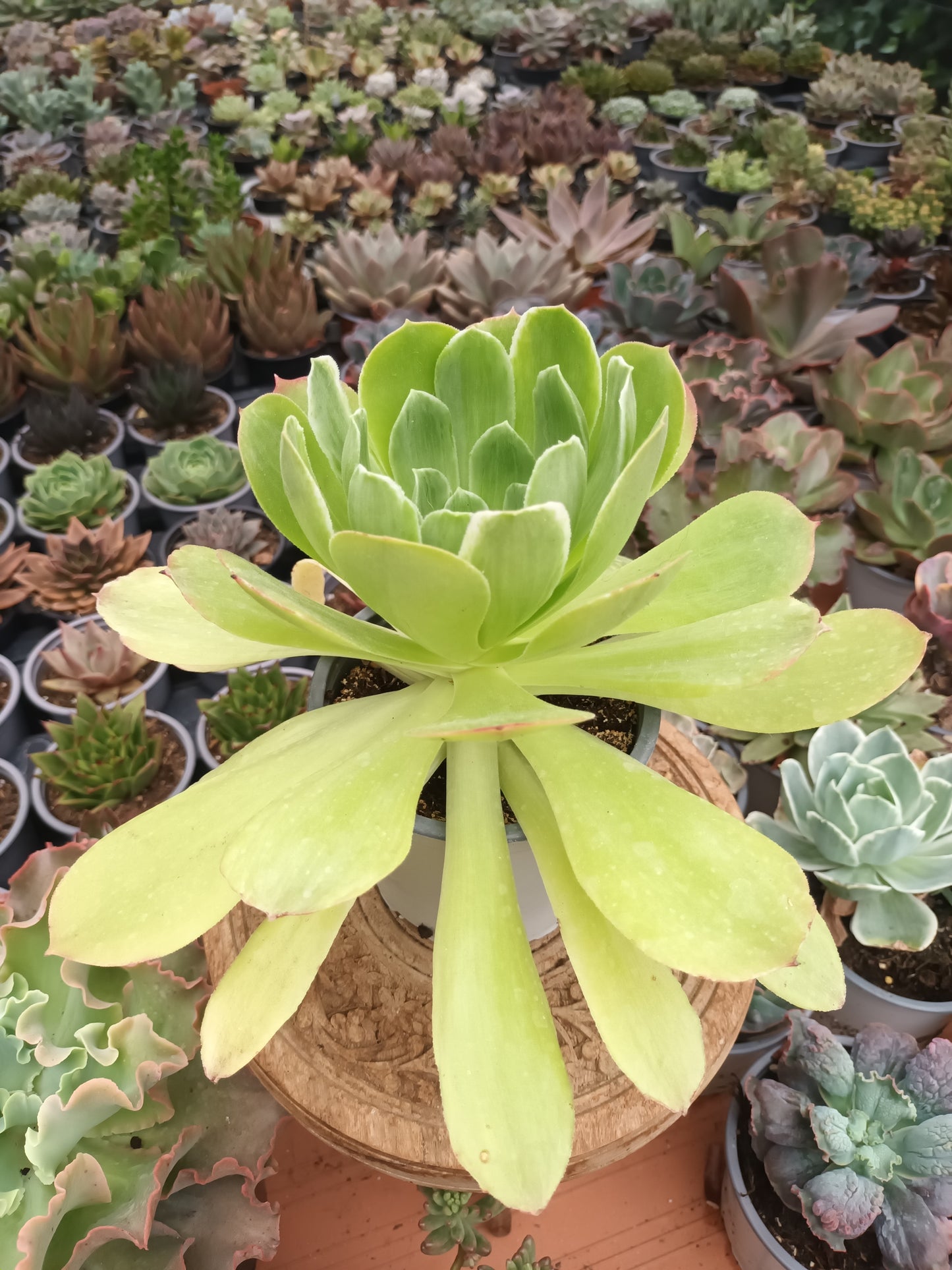 Aeonium Taeyang Variegata