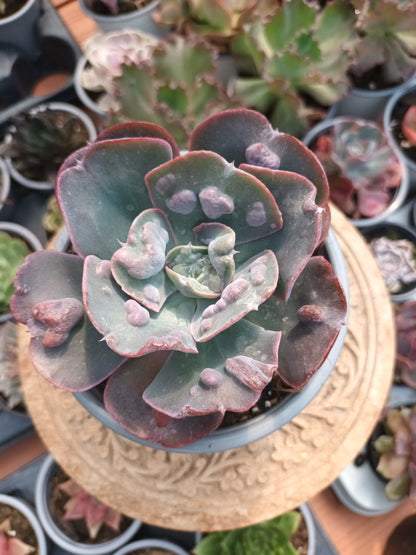Echeveria heart's delight