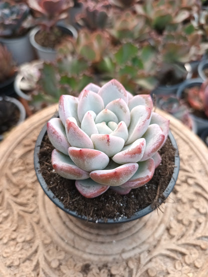 Echeveria Werther
