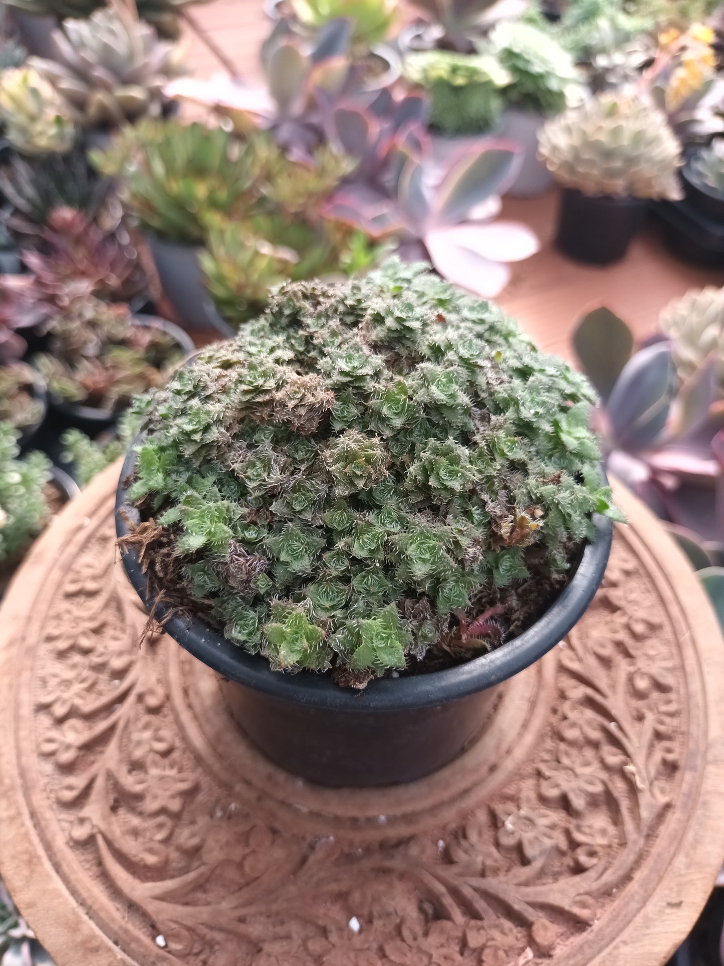 Crassula setulosa