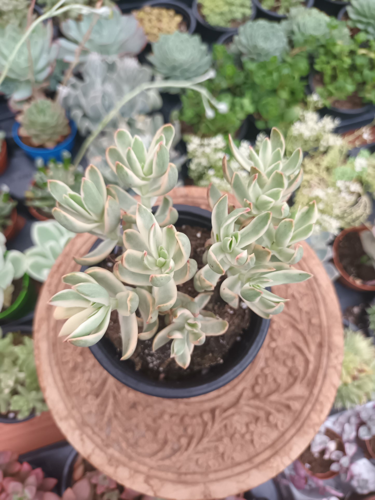 Crassula dejecta variegata