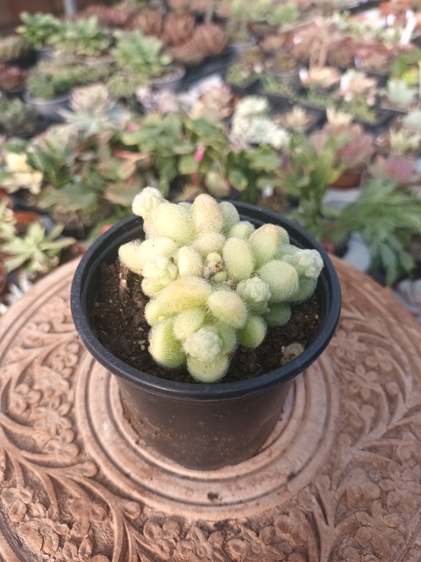 Sedum hintonii