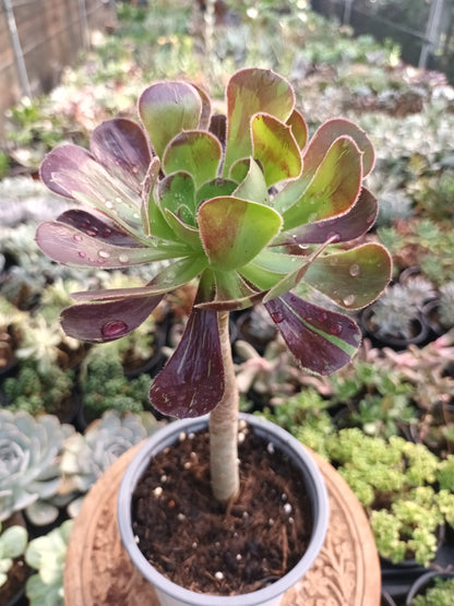 Aeonium Big Bang